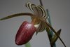 Paphiopedilum  Lady Isabel (Orchid Inn) 